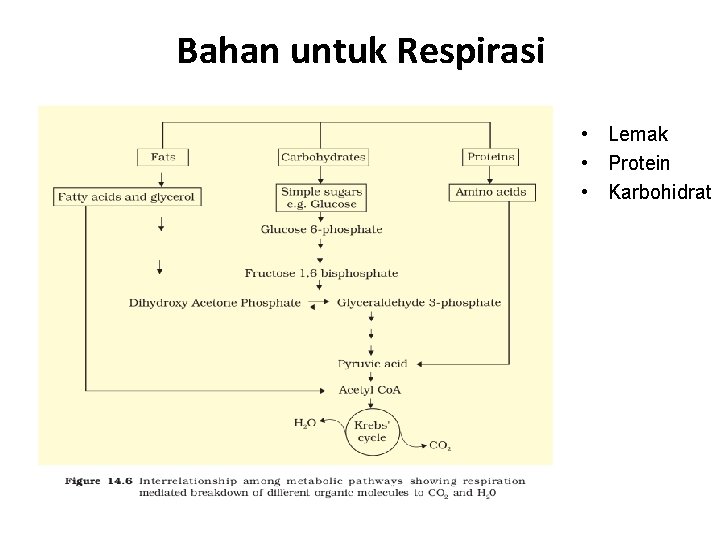 Bahan untuk Respirasi • Lemak • Protein • Karbohidrat 