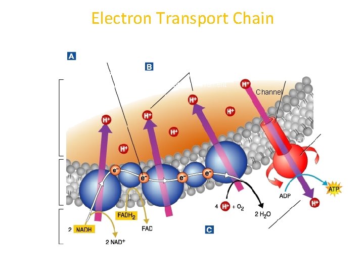  Electron Transport Chain Electron Transport Hydrogen Ion Movement Channel Mitochondrion Inter membrane Space