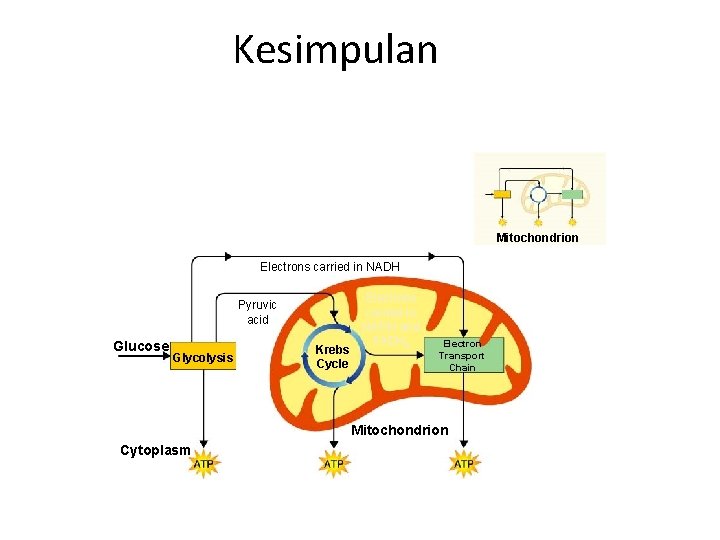 Kesimpulan Mitochondrion Electrons carried in NADH Pyruvic acid Glucose Glycolysis Krebs Cycle Electrons carried