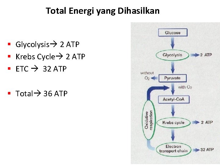 Total Energi yang Dihasilkan § Glycolysis 2 ATP § Krebs Cycle 2 ATP §