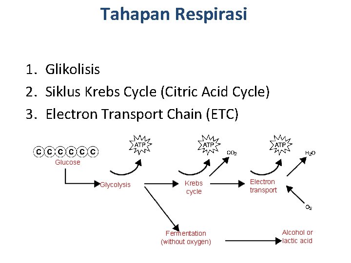 Tahapan Respirasi 1. Glikolisis 2. Siklus Krebs Cycle (Citric Acid Cycle) 3. Electron Transport