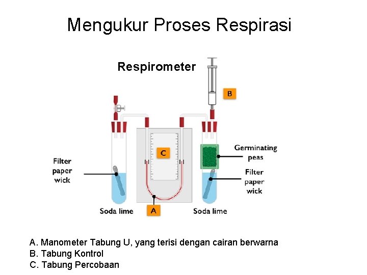 Mengukur Proses Respirasi Respirometer A. Manometer Tabung U, yang terisi dengan cairan berwarna B.