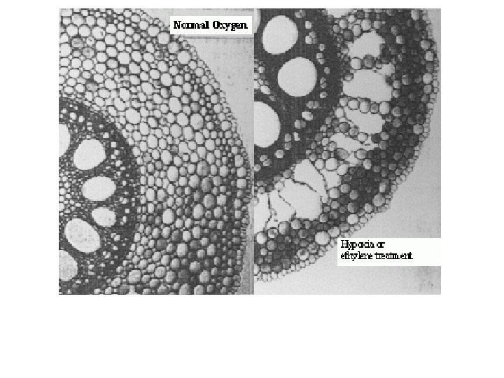 Aerenchyma formation in flooded roots 