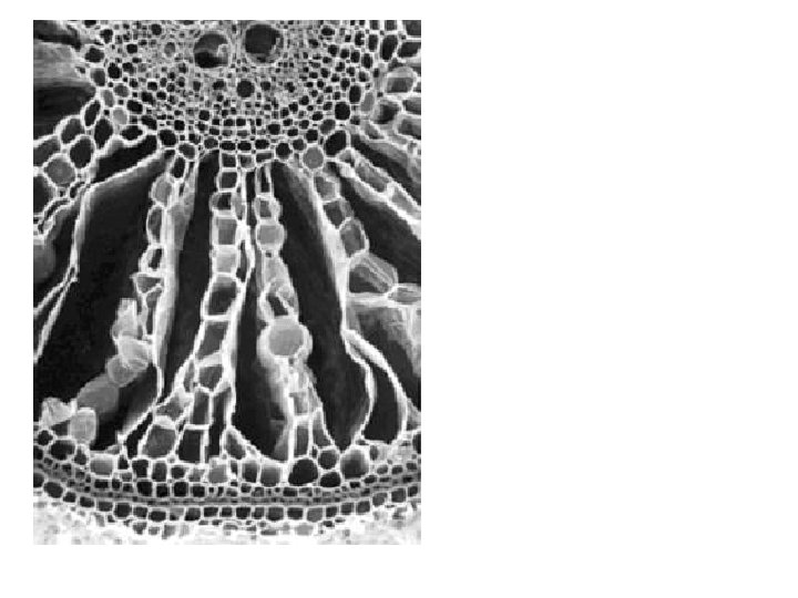 Flooding induced aerenchyma 