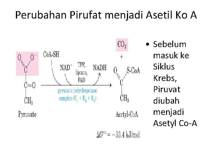 Perubahan Pirufat menjadi Asetil Ko A • Sebelum masuk ke Siklus Krebs, Piruvat diubah