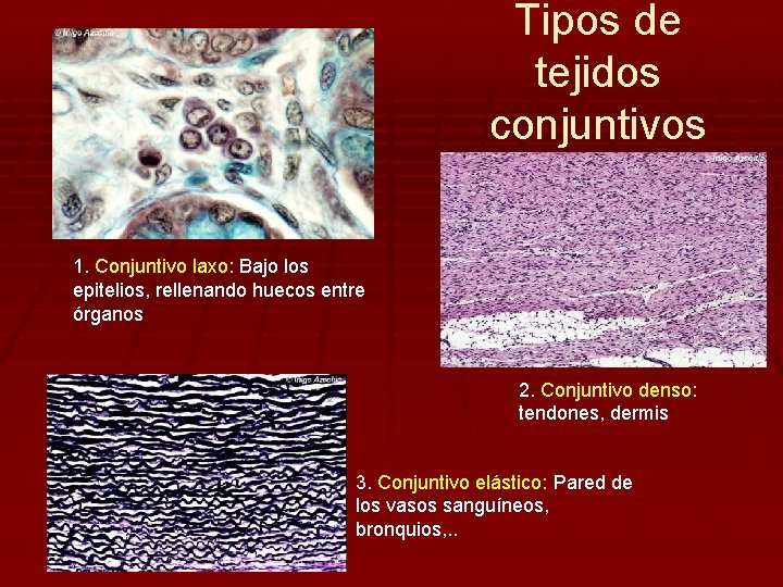 Tipos de tejidos conjuntivos 1. Conjuntivo laxo: Bajo los epitelios, rellenando huecos entre órganos