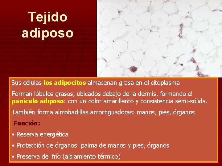 Tejido adiposo Sus células los adipocitos almacenan grasa en el citoplasma Forman lóbulos grasos,