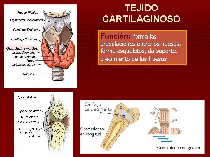 TEJIDO CARTILAGINOSO Función: forma las articulaciones entre los huesos, forma esqueletos, da soporte, crecimiento
