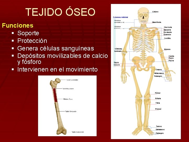 TEJIDO ÓSEO Funciones § Soporte § Protección § Genera células sanguíneas § Depósitos movilizables