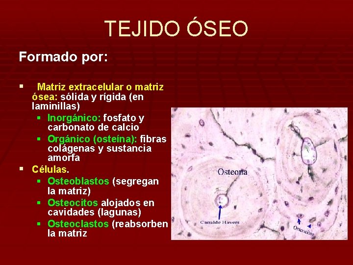 TEJIDO ÓSEO Formado por: § Matriz extracelular o matriz ósea: sólida y rígida (en