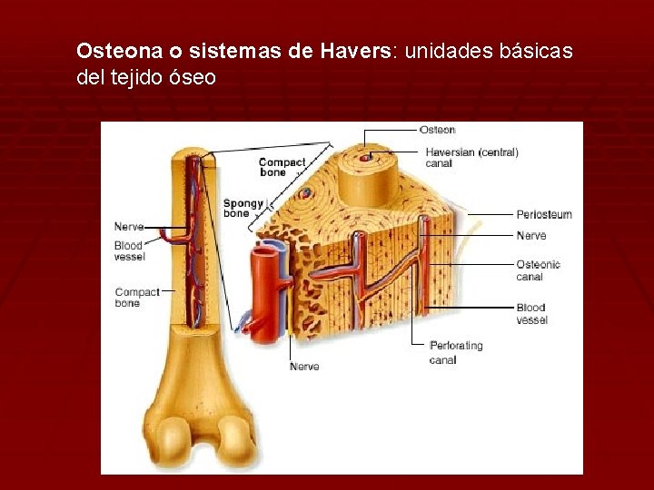 Osteona o sistemas de Havers: unidades básicas del tejido óseo 