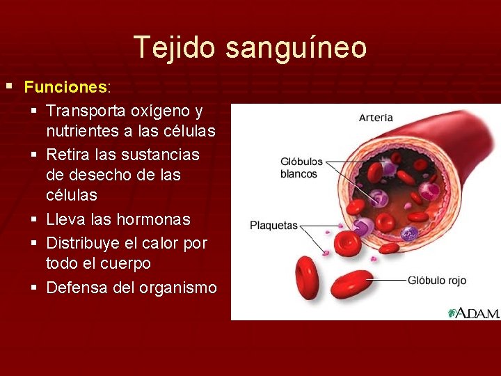 Tejido sanguíneo § Funciones: § Transporta oxígeno y nutrientes a las células § Retira