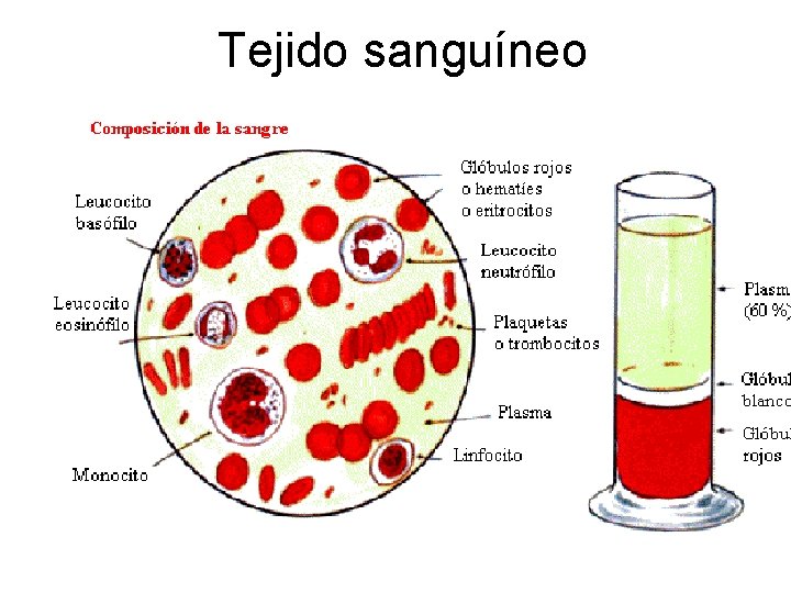 Tejido sanguíneo 