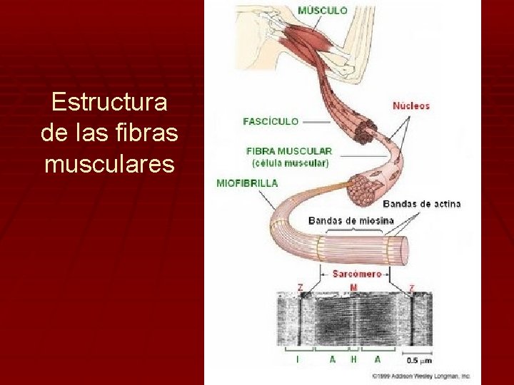 Estructura de las fibras musculares 