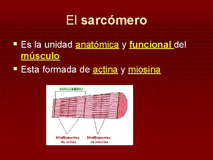 El sarcómero § Es la unidad anatómica y funcional del músculo § Esta formada