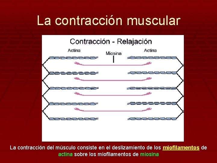 La contracción muscular La contracción del músculo consiste en el deslizamiento de los miofilamentos