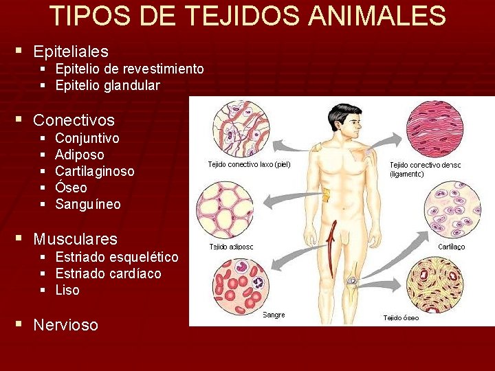 TIPOS DE TEJIDOS ANIMALES § Epiteliales § § Epitelio de revestimiento Epitelio glandular §