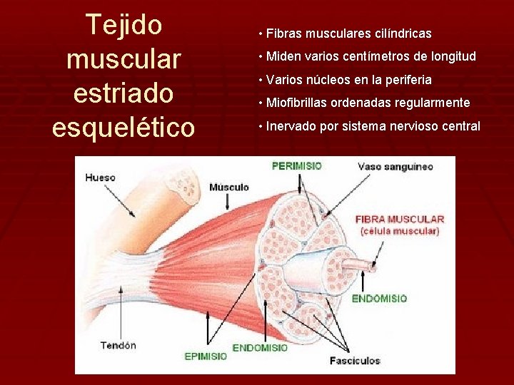 Tejido muscular estriado esquelético • Fibras musculares cilíndricas • Miden varios centímetros de longitud