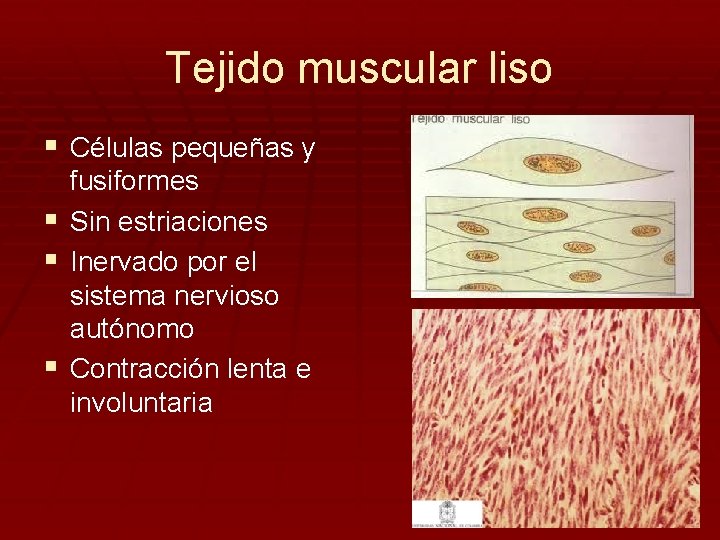 Tejido muscular liso § Células pequeñas y § § § fusiformes Sin estriaciones Inervado