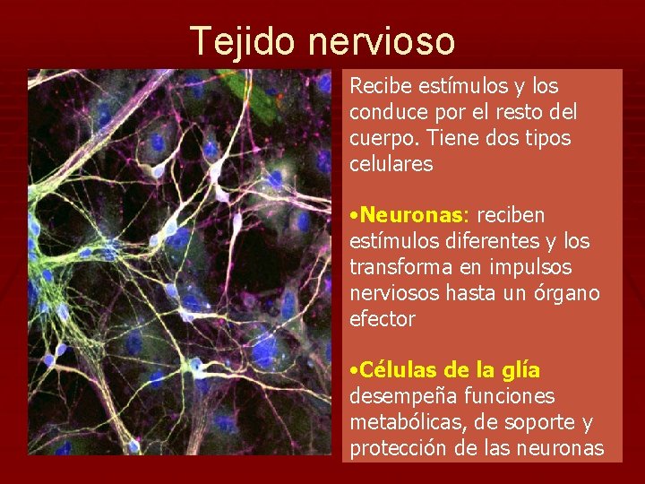 Tejido nervioso Recibe estímulos y los conduce por el resto del cuerpo. Tiene dos