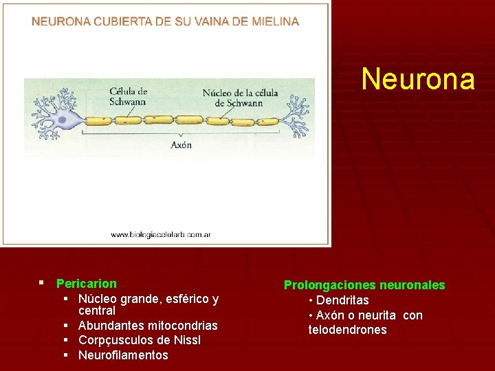 Neurona § Pericarion § Núcleo grande, esférico y central § Abundantes mitocondrias § Corpçusculos