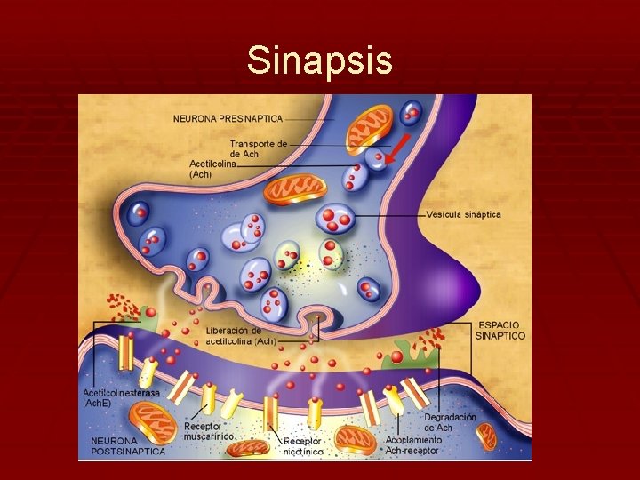 Sinapsis 