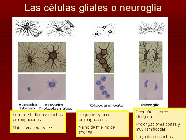 Las células gliales o neuroglia Forma estrellada y muchas prolongaciones Pequeñas y pocas prolongaciones