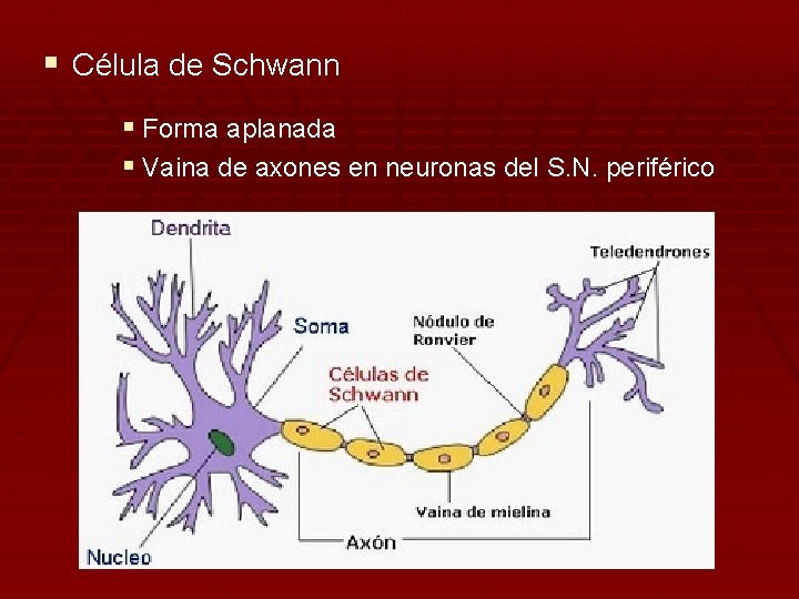 § Célula de Schwann § Forma aplanada § Vaina de axones en neuronas del