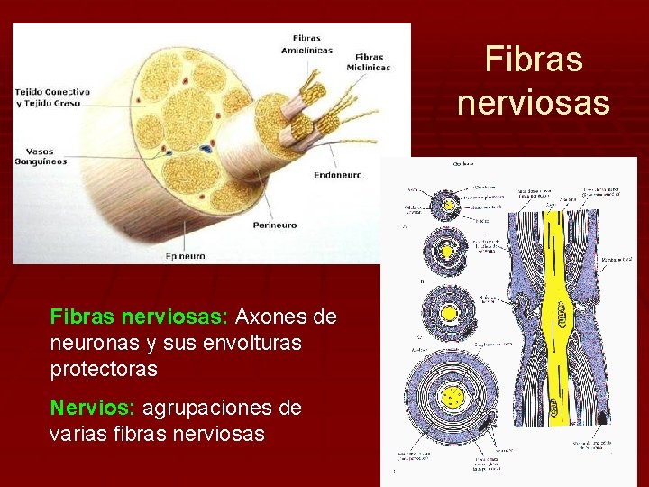 Fibras nerviosas: Axones de neuronas y sus envolturas protectoras Nervios: agrupaciones de varias fibras