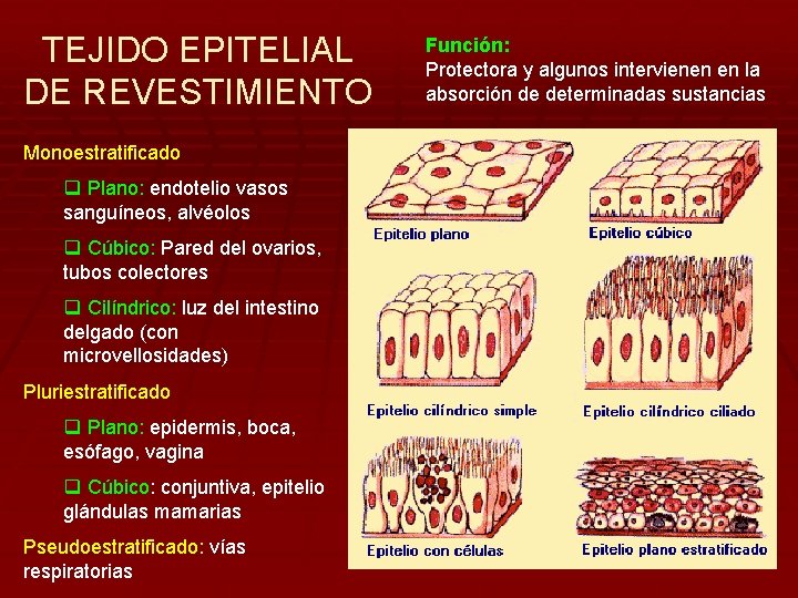 TEJIDO EPITELIAL DE REVESTIMIENTO Monoestratificado q Plano: endotelio vasos sanguíneos, alvéolos q Cúbico: Pared