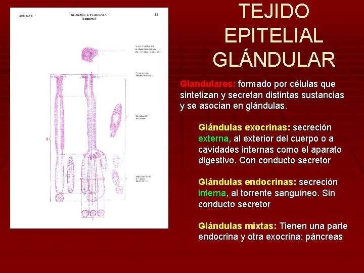TEJIDO EPITELIAL GLÁNDULAR Glandulares: formado por células que sintetizan y secretan distintas sustancias y