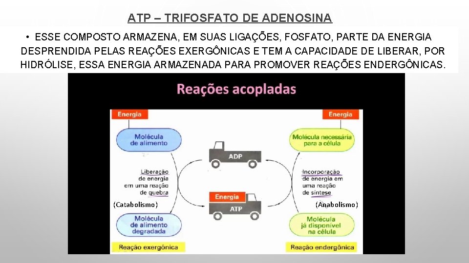 ATP – TRIFOSFATO DE ADENOSINA • ESSE COMPOSTO ARMAZENA, EM SUAS LIGAÇÕES, FOSFATO, PARTE