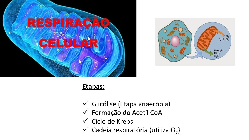 Etapas: ü ü Glicólise (Etapa anaeróbia) Formação do Acetil Co. A Ciclo de Krebs