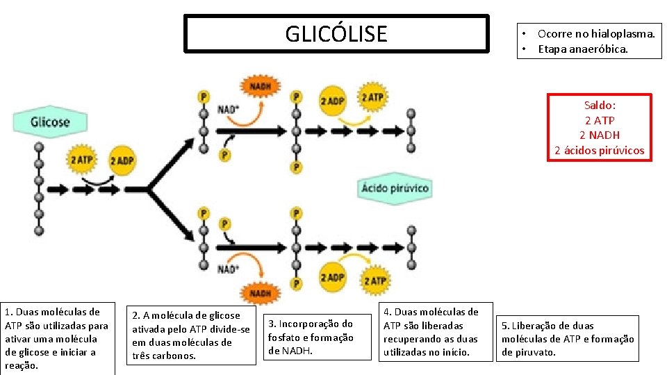 GLICÓLISE • Ocorre no hialoplasma. • Etapa anaeróbica. Saldo: 2 ATP 2 NADH 2