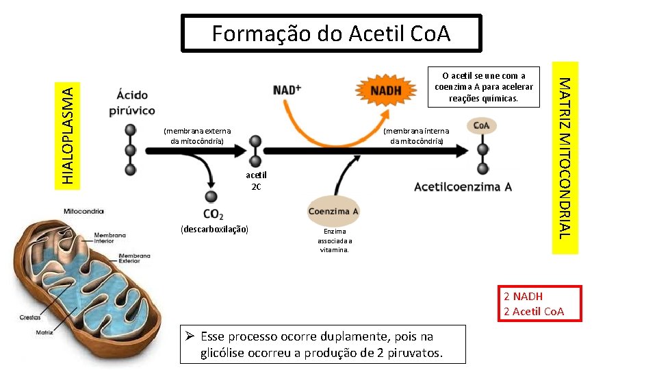 O acetil se une com a coenzima A para acelerar reações químicas. (membrana externa