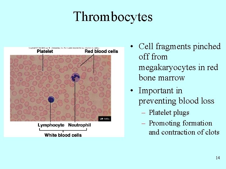 Thrombocytes • Cell fragments pinched off from megakaryocytes in red bone marrow • Important