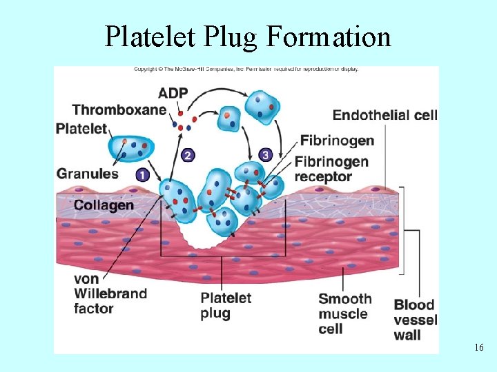 Platelet Plug Formation 16 