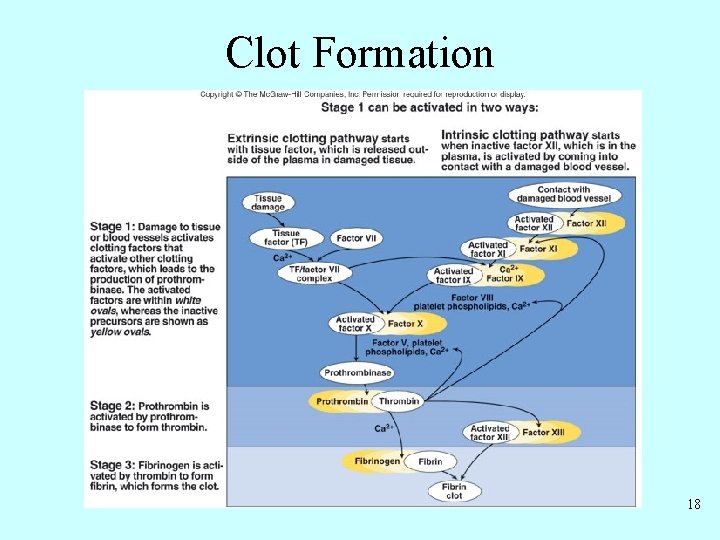 Clot Formation 18 