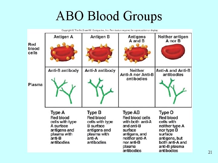 ABO Blood Groups 21 