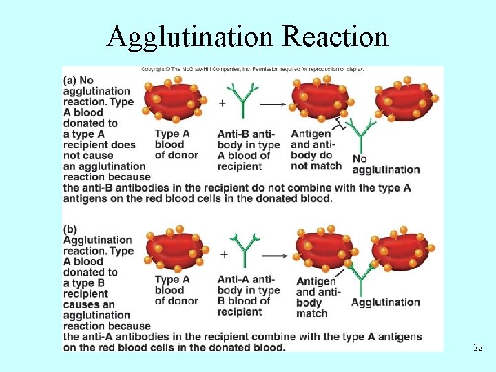 Agglutination Reaction 22 