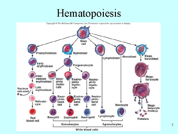 Hematopoiesis 7 