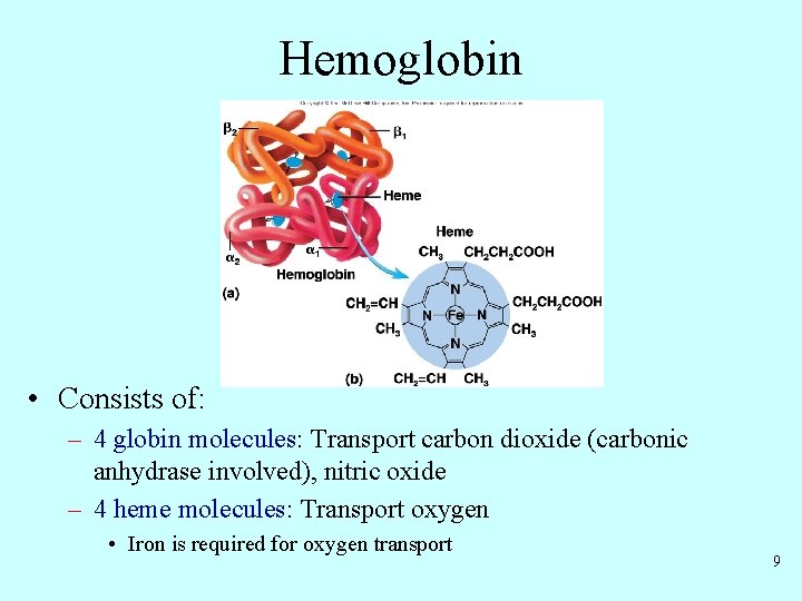 Hemoglobin • Consists of: – 4 globin molecules: Transport carbon dioxide (carbonic anhydrase involved),