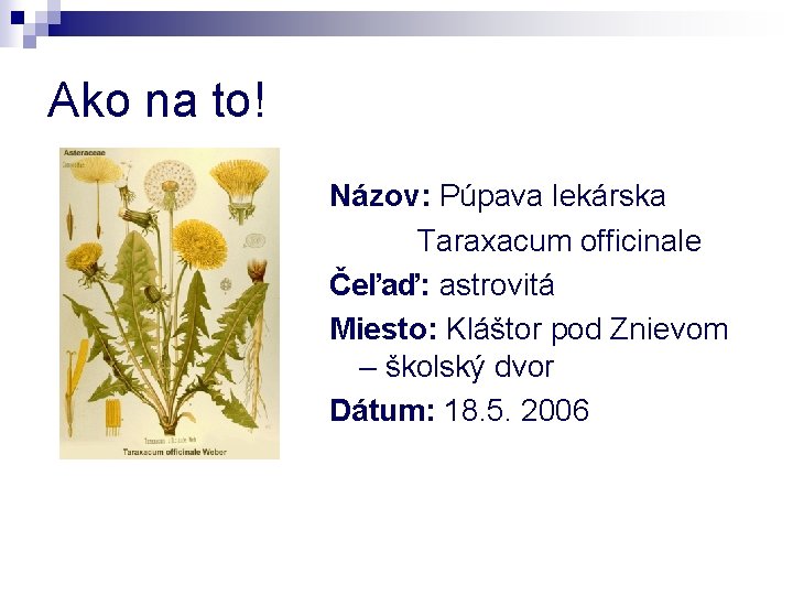 Ako na to! Názov: Púpava lekárska Taraxacum officinale Čeľaď: astrovitá Miesto: Kláštor pod Znievom