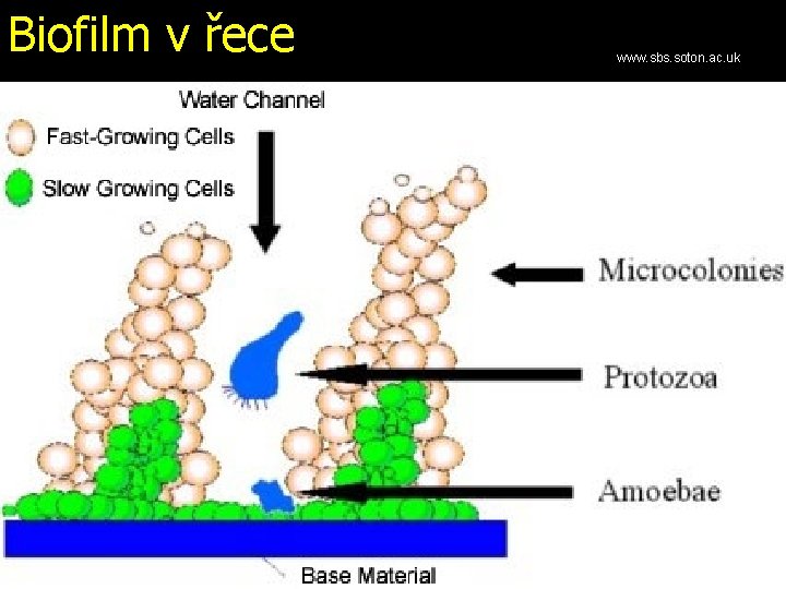 Biofilm v řece www. sbs. soton. ac. uk 