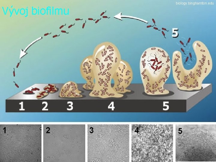 Vývoj biofilmu biology. binghamton. edu 