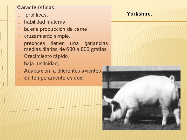 Características � prolíficas, � habilidad materna � buena producción de carne. � cruzamiento simple.