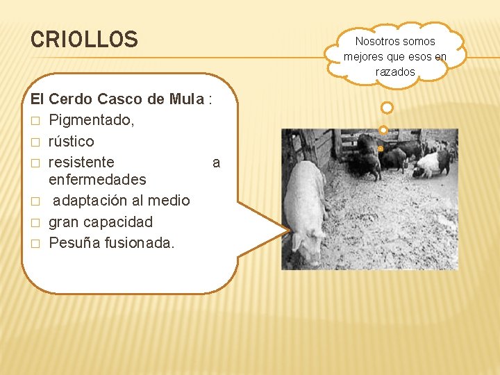 CRIOLLOS El Cerdo Casco de Mula : � Pigmentado, � rústico � resistente a