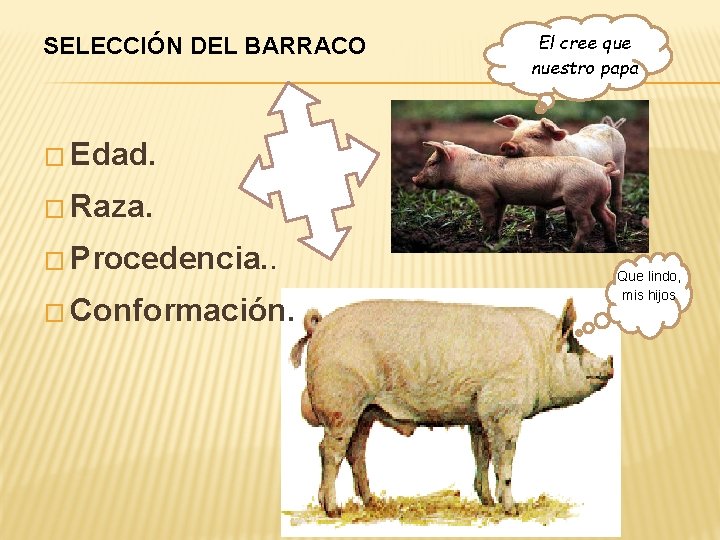 SELECCIÓN DEL BARRACO El cree que nuestro papa � Edad. � Raza. � Procedencia.