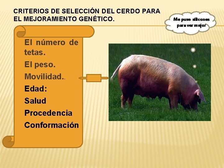 CRITERIOS DE SELECCIÓN DEL CERDO PARA EL MEJORAMIENTO GENÉTICO. � El número de tetas.