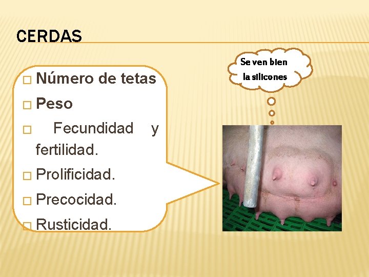 CERDAS � Número de tetas � Peso � Fecundidad y fertilidad. � Prolificidad. �